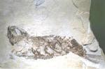  This fish (Pholidophorus) was found during my former Solnhofen excavation