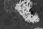 SEM-BSE-image of an Isle of Wight fossil bone thin section showing different authigenic minerals in voids. The white mineral, forming subhedral clusters of prismatic crystals, is Barite