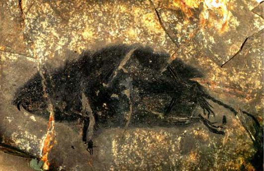 The famous mouse fossil from Enspel