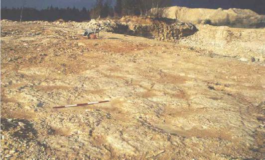 An unsual firmground surface in a plattenkalk quarry near Solnhofen