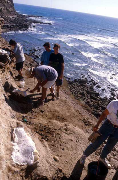 Bones of sauropod dinosaurs are commonly found in Portugal