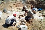 Excavation of a sauropod dinosaur in Patagonia