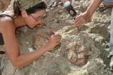 Simone is excavating articulated Late Jurassic turtle shells