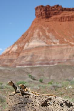 Crotaphytus couple in Grand Staircase Escalante National Monument